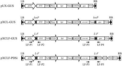A Chemical-Induced, Seed-Soaking Activation Procedure for <mark class="highlighted">Regulated Gene Expression</mark> in Rice